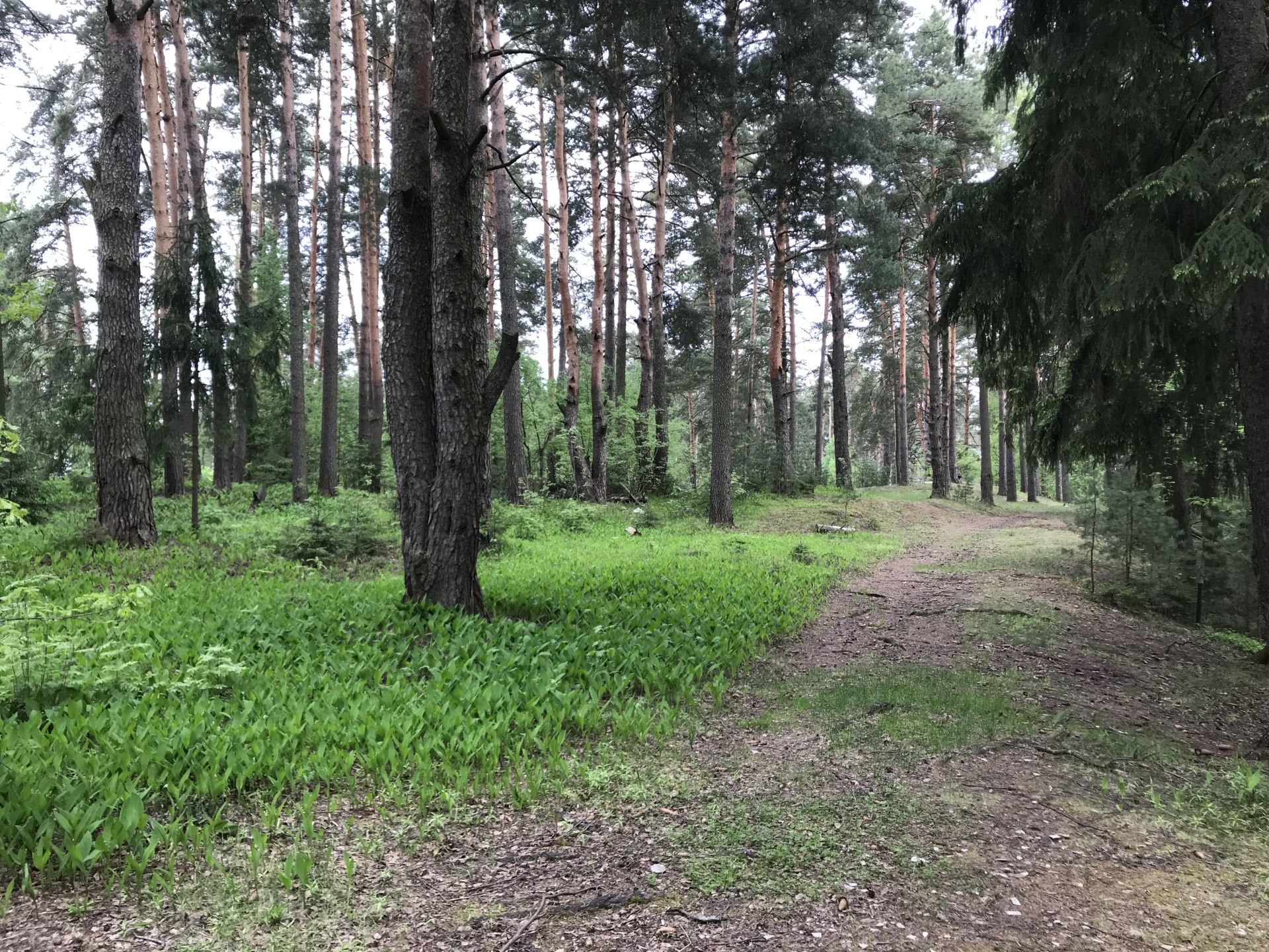 Земли поселения Московская область, городской округ Щёлково, деревня Первая  Алексеевка, коттеджный посёлок Хвойный – агентство недвижимости «Азбука  недвижимости» Москва и МО