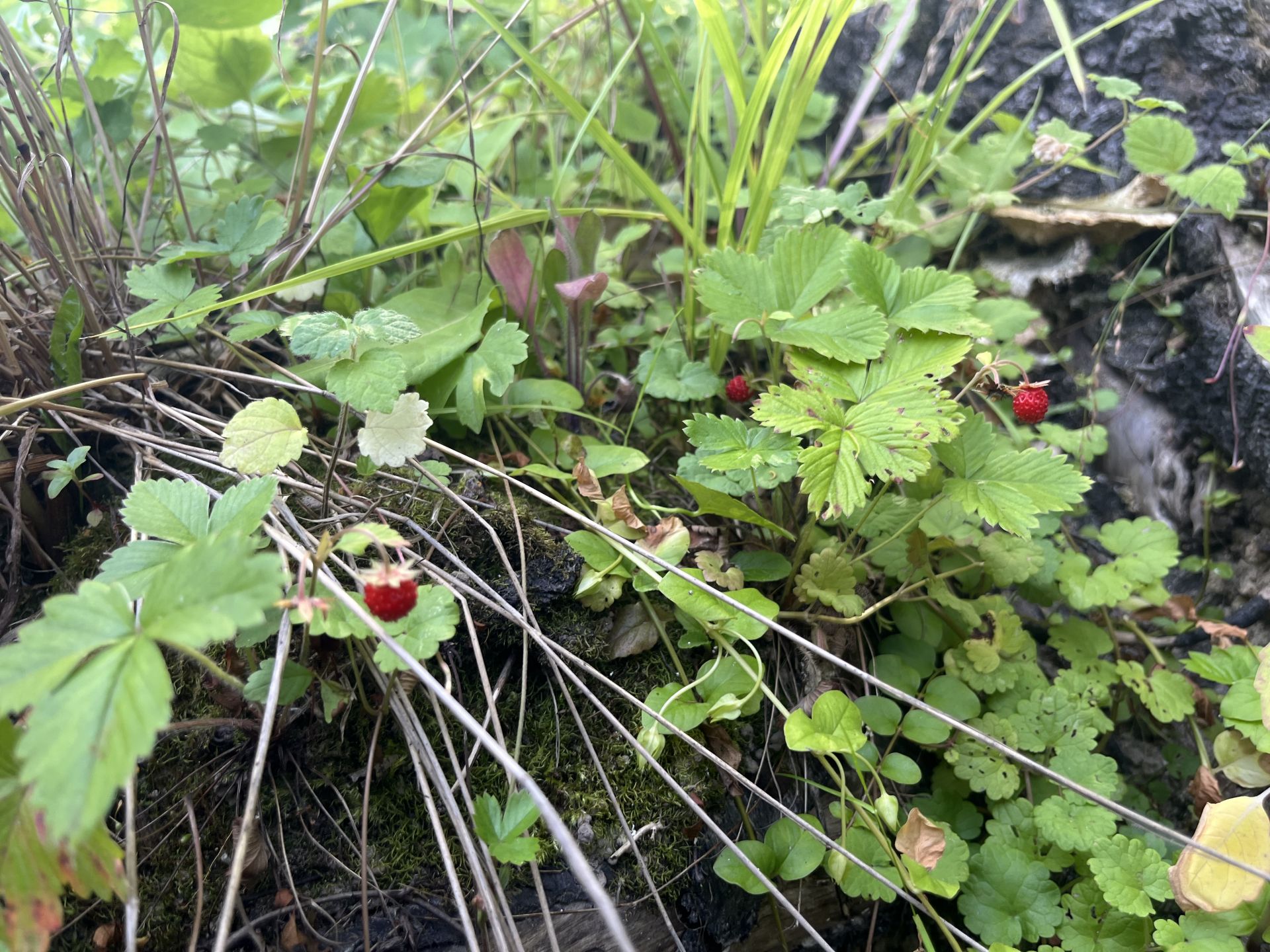 Земли поселения Московская область, Бронницы, Южная улица – агентство ...